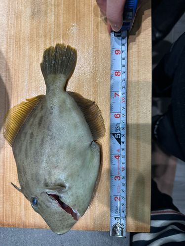 カワハギの釣果