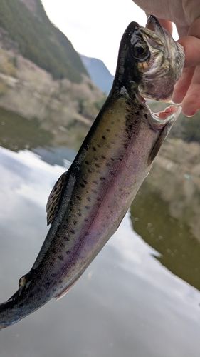 ニジマスの釣果