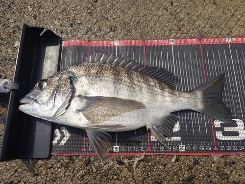 クロダイの釣果