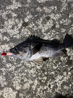 クロソイの釣果