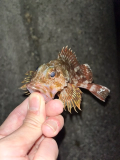 ガシラの釣果