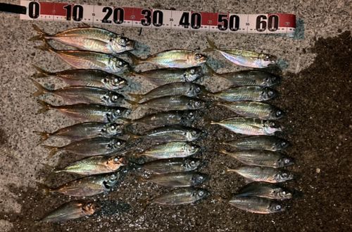 マアジの釣果
