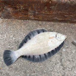 クロガシラガレイ