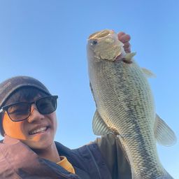 ラージマウスバス