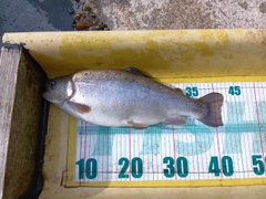 ニジマスの釣果