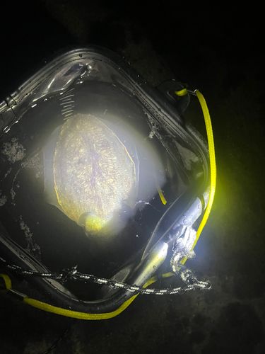 コウイカの釣果