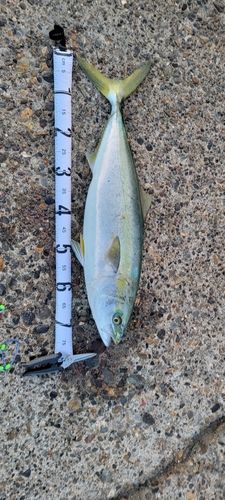 ヤズの釣果