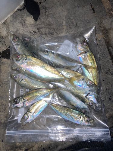 アジの釣果