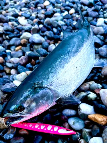 ウミサクラの釣果