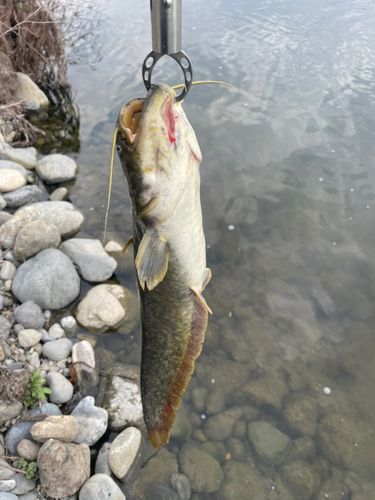 ナマズの釣果