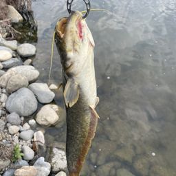 ナマズ