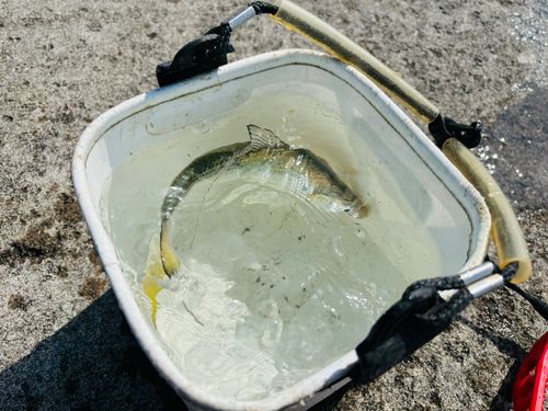 リュウキュウドロクイの釣果