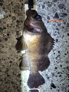 メバルの釣果