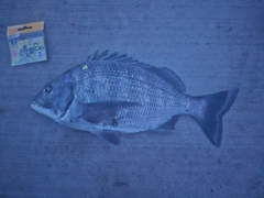 クロダイの釣果