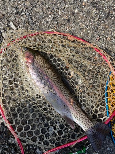 ニジマスの釣果