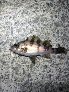 シロメバルの釣果