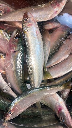 サッパの釣果