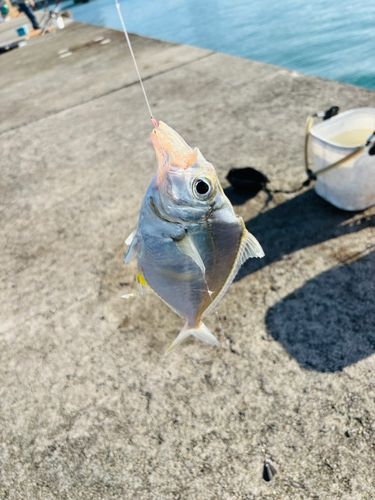 セイタカヒイラギの釣果
