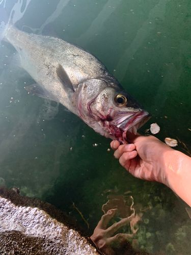 ヒラスズキの釣果