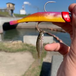 セイゴ（ヒラスズキ）