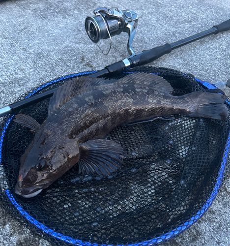 アイナメの釣果