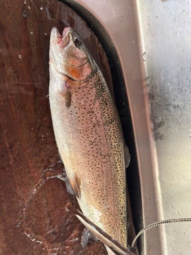 トラウトの釣果