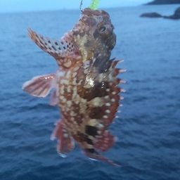 カサゴ