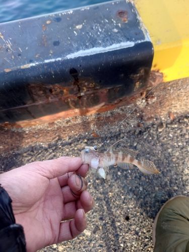 イトヒキハゼの釣果