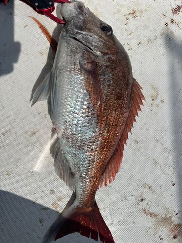 マダイの釣果