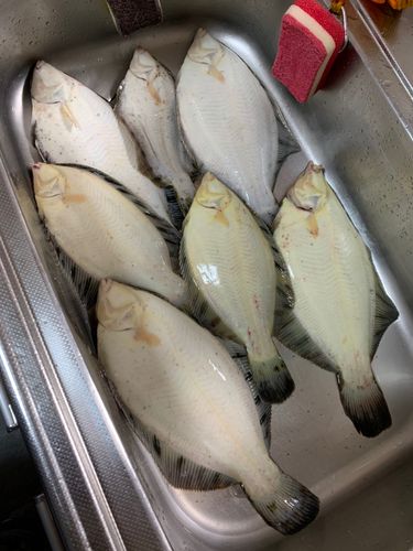 クロガレイの釣果