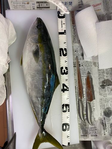 ワラサの釣果