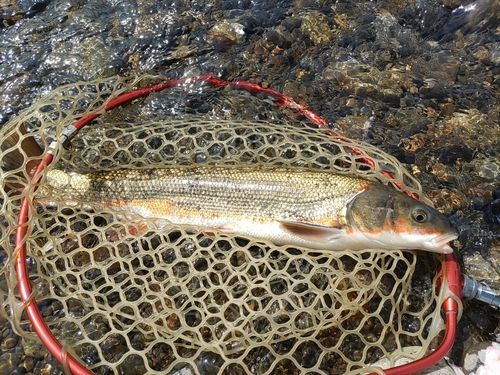 マルタウグイの釣果