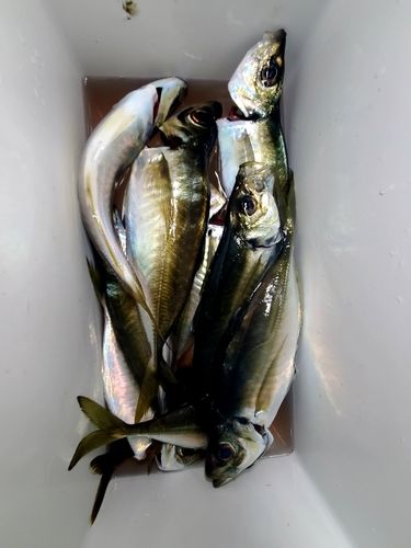 釣果