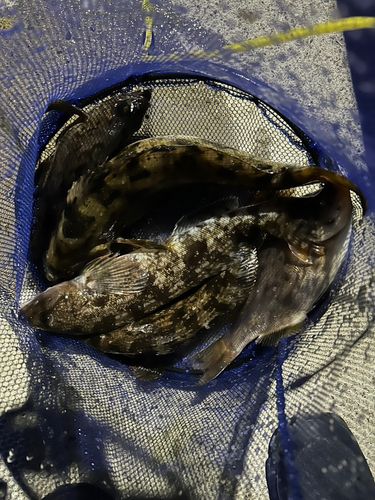 アイナメの釣果