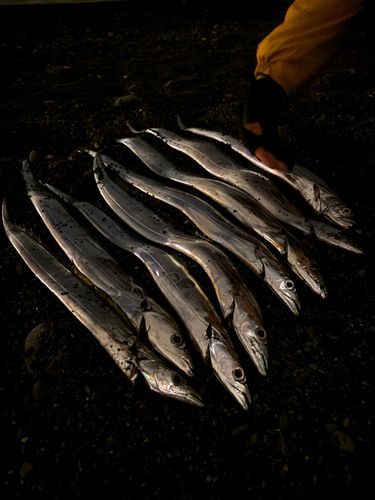タチウオの釣果