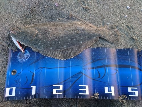 ヒラメの釣果