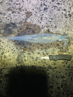ヤリイカの釣果