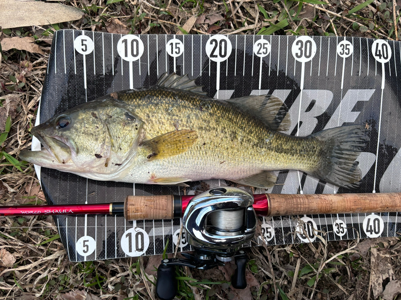 SHIMANO 18ワールドシャウラ 1652R-3の最安値・インプレ・釣果