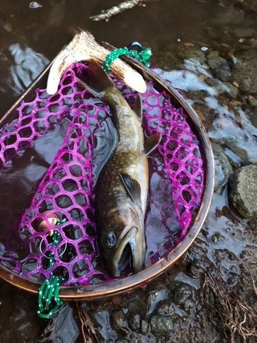 イワナの釣果