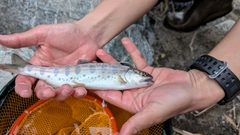 ヤマメの釣果