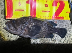 マゾイの釣果