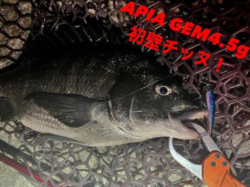 チヌの釣果
