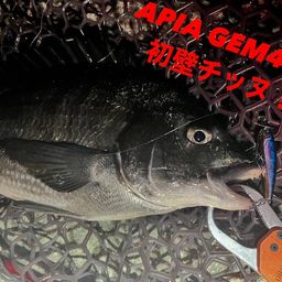チヌ