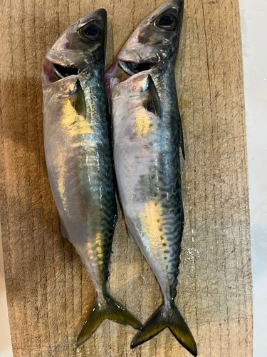 サバの釣果