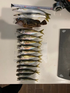 アジの釣果