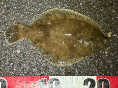 クロガシラガレイの釣果