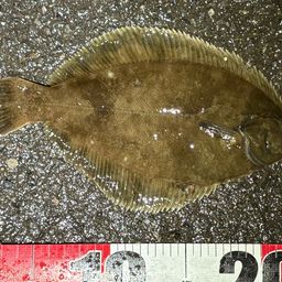 クロガシラガレイ
