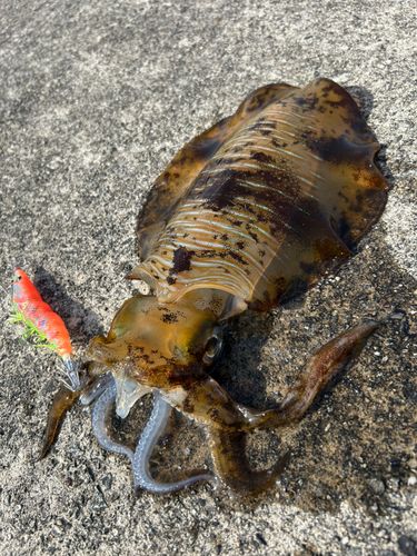 アオリイカの釣果