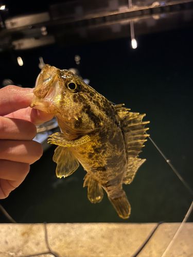 タケノコメバルの釣果