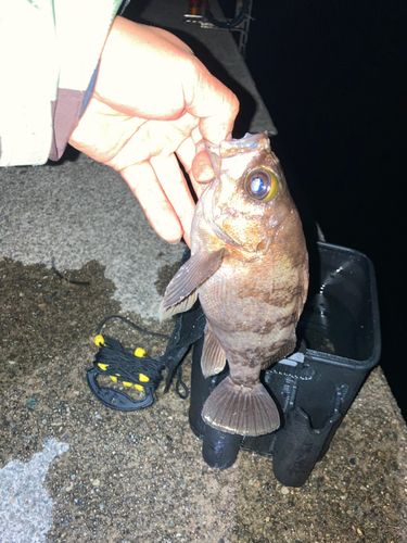 釣果